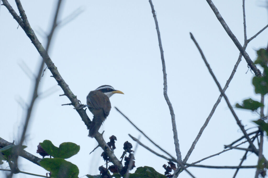 White-browed Scimitar Babbler