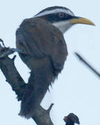 White-browed Scimitar Babbler