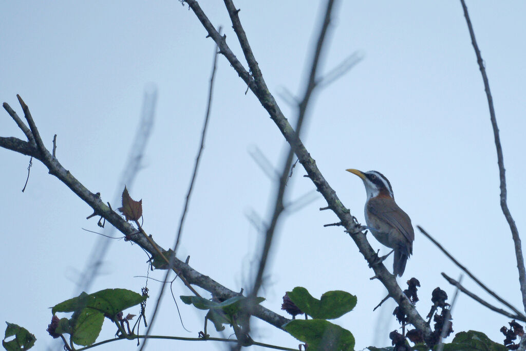 White-browed Scimitar Babbler