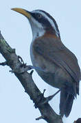 White-browed Scimitar Babbler