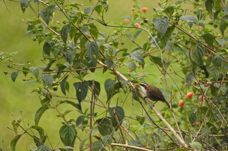 White-browed Scimitar Babbler