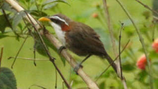 White-browed Scimitar Babbler