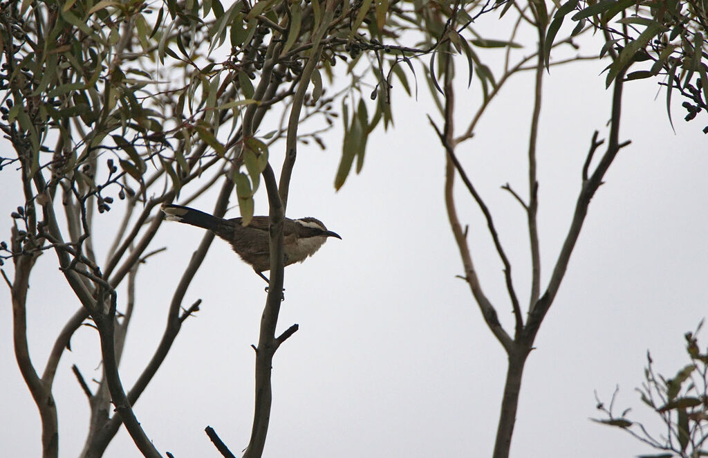 White-browed Babbler