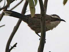 White-browed Babbler