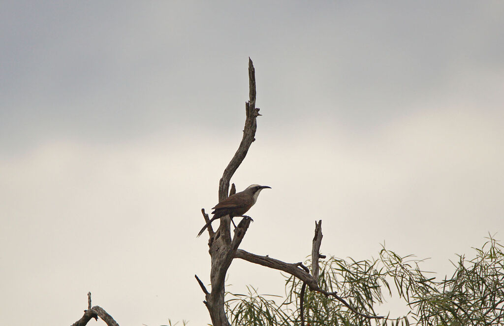 White-browed Babbler