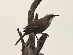 White-browed Babbler