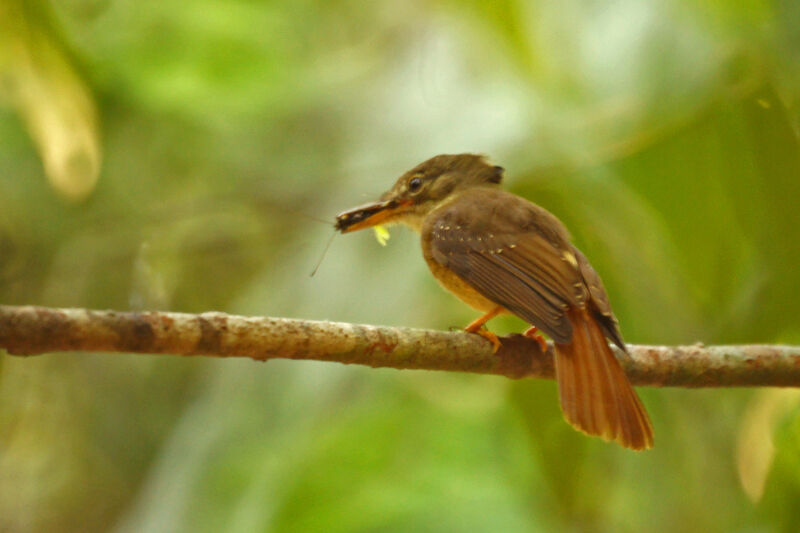 Tropical Royal Flycatcher