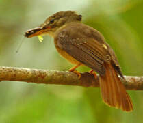 Amazonian Royal Flycatcher