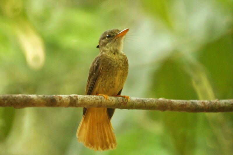 Tropical Royal Flycatcher