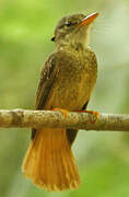 Amazonian Royal Flycatcher