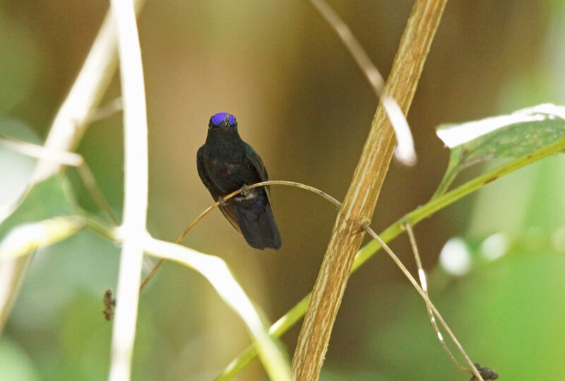 Blue-fronted Lancebill