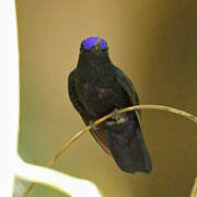 Blue-fronted Lancebill