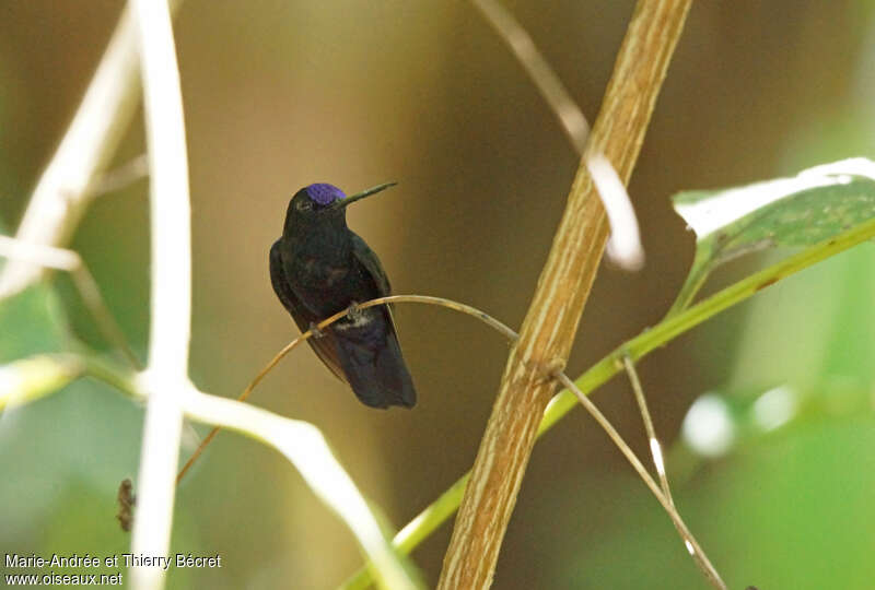 Blue-fronted Lancebill