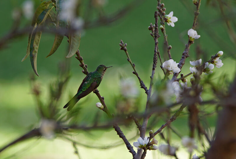 Black-tailed Trainbearer female