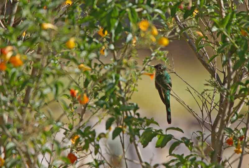 Black-tailed Trainbearer female