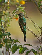 Black-tailed Trainbearer