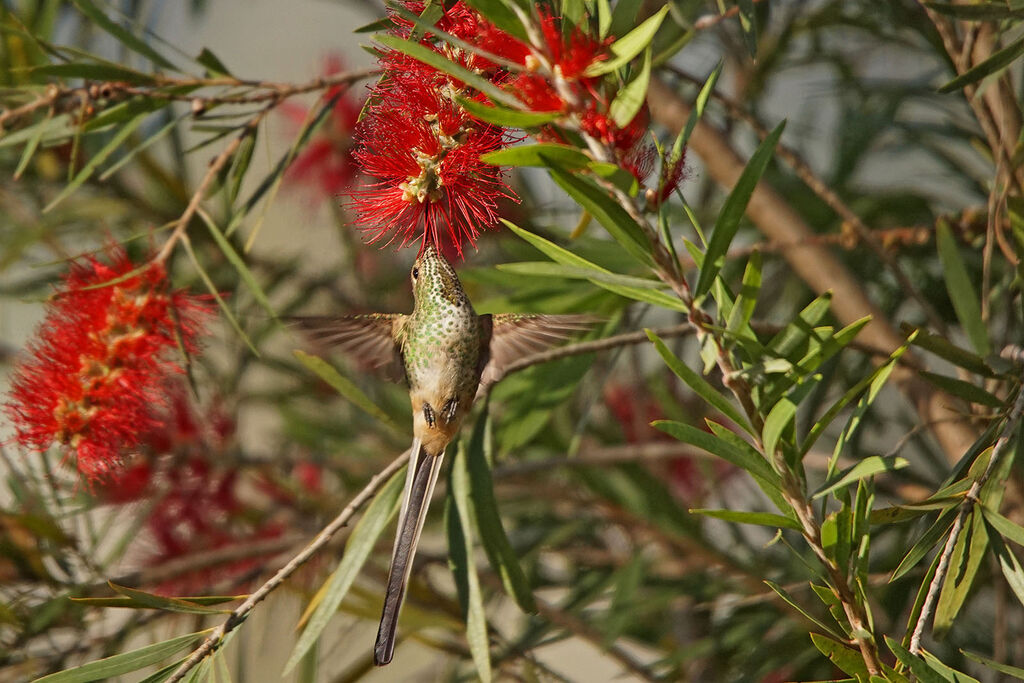 Black-tailed Trainbearer