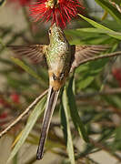 Black-tailed Trainbearer