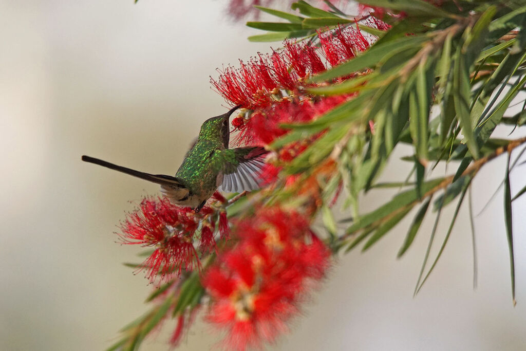 Black-tailed Trainbearer