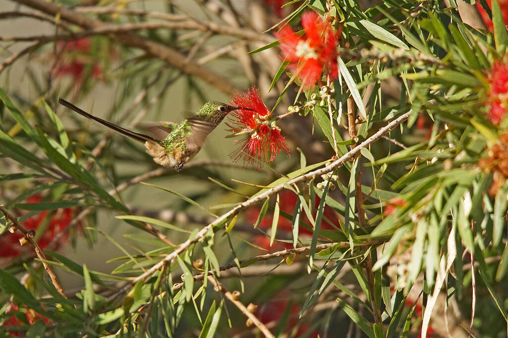 Black-tailed Trainbearer