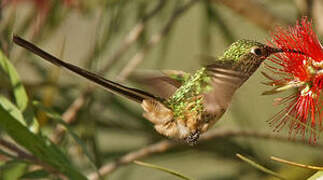 Black-tailed Trainbearer