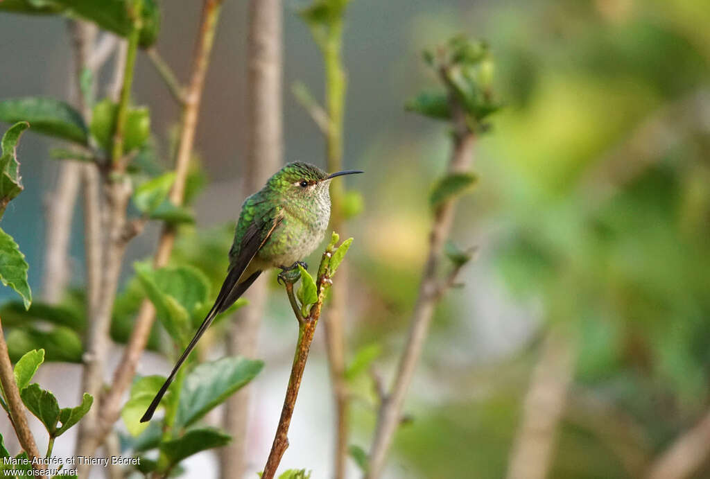 Black-tailed Trainbearer female adult