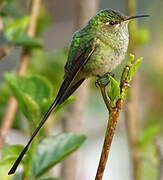 Black-tailed Trainbearer