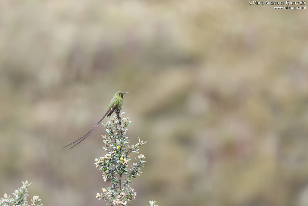 Black-tailed Trainbearer