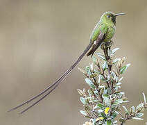 Black-tailed Trainbearer