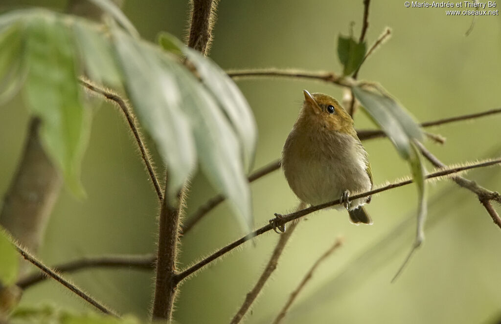 Red-faced Woodland Warbler