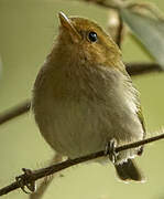 Red-faced Woodland Warbler