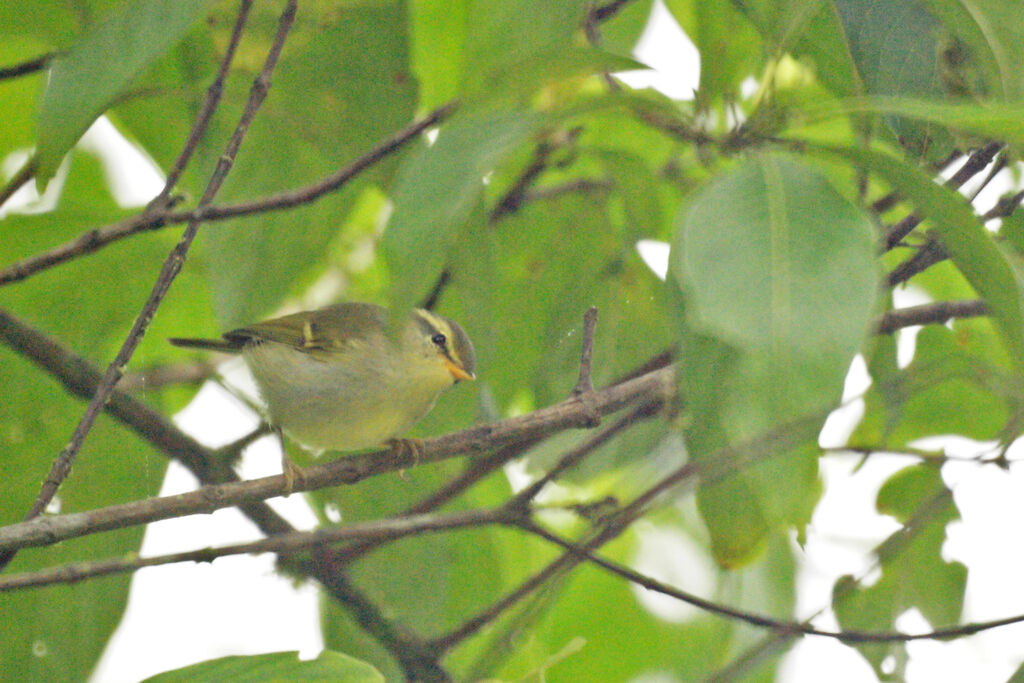 Arctic Warbler