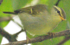 Arctic Warbler