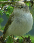 Western Bonelli's Warbler