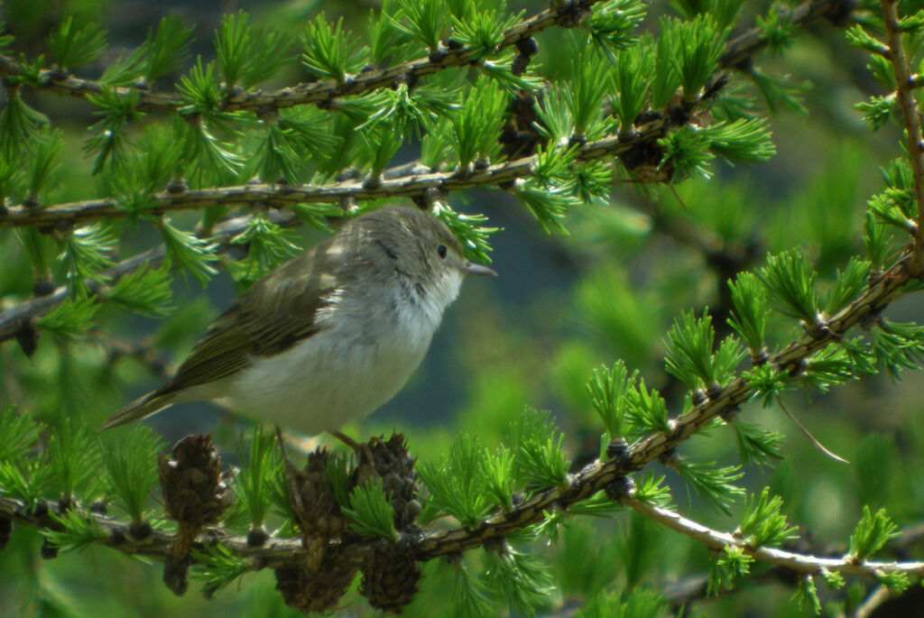 Pouillot de Bonelli