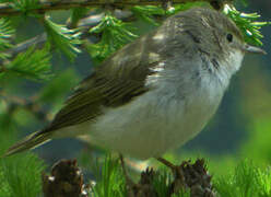 Western Bonelli's Warbler