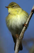 Willow Warbler