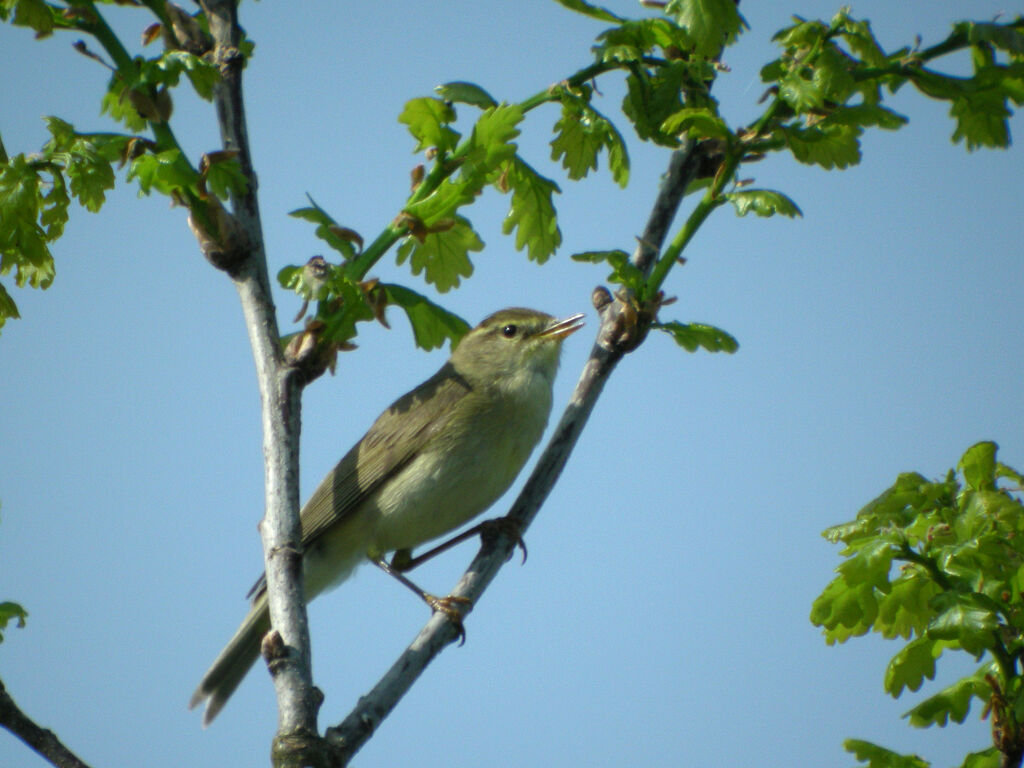 Willow Warbler