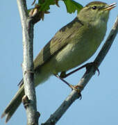 Willow Warbler