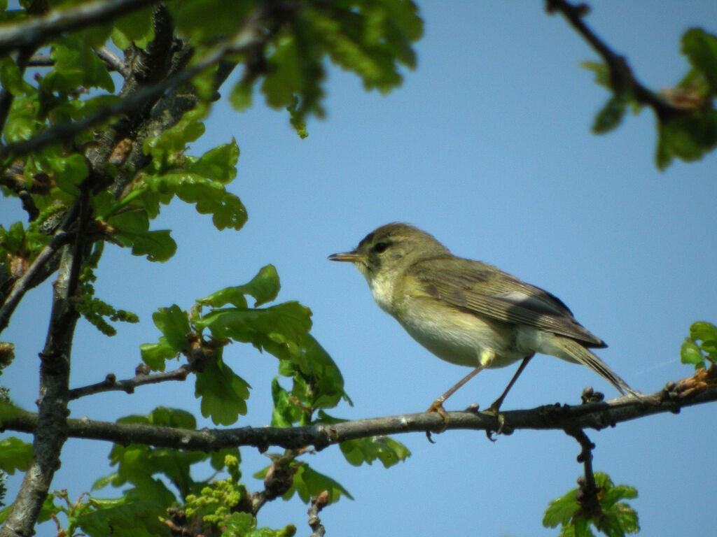 Willow Warbler