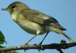 Willow Warbler