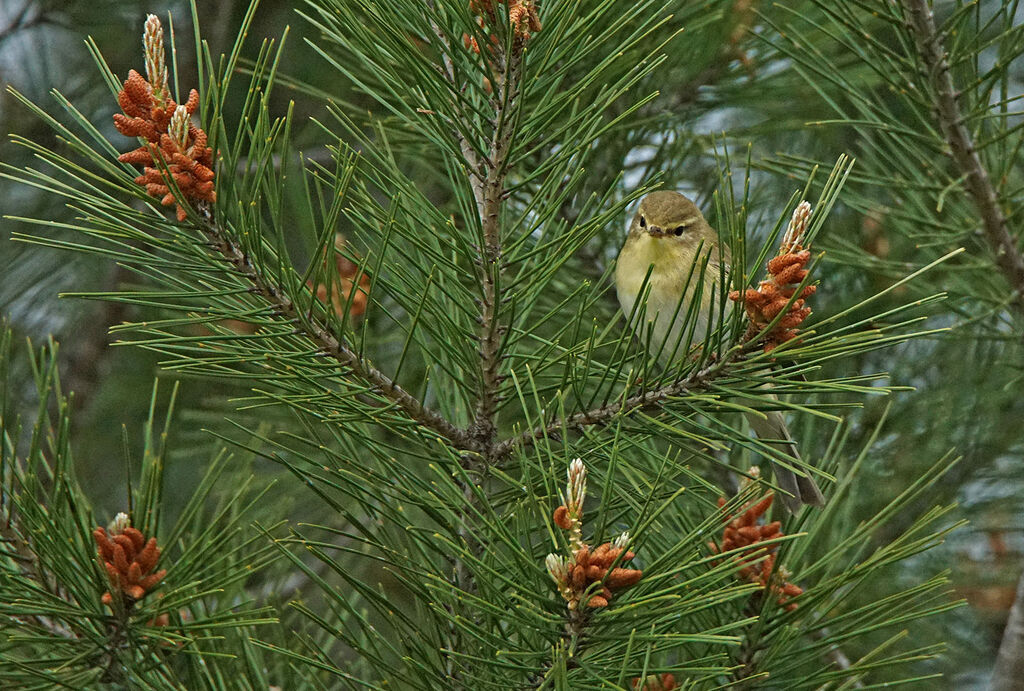 Willow Warbler