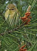 Willow Warbler