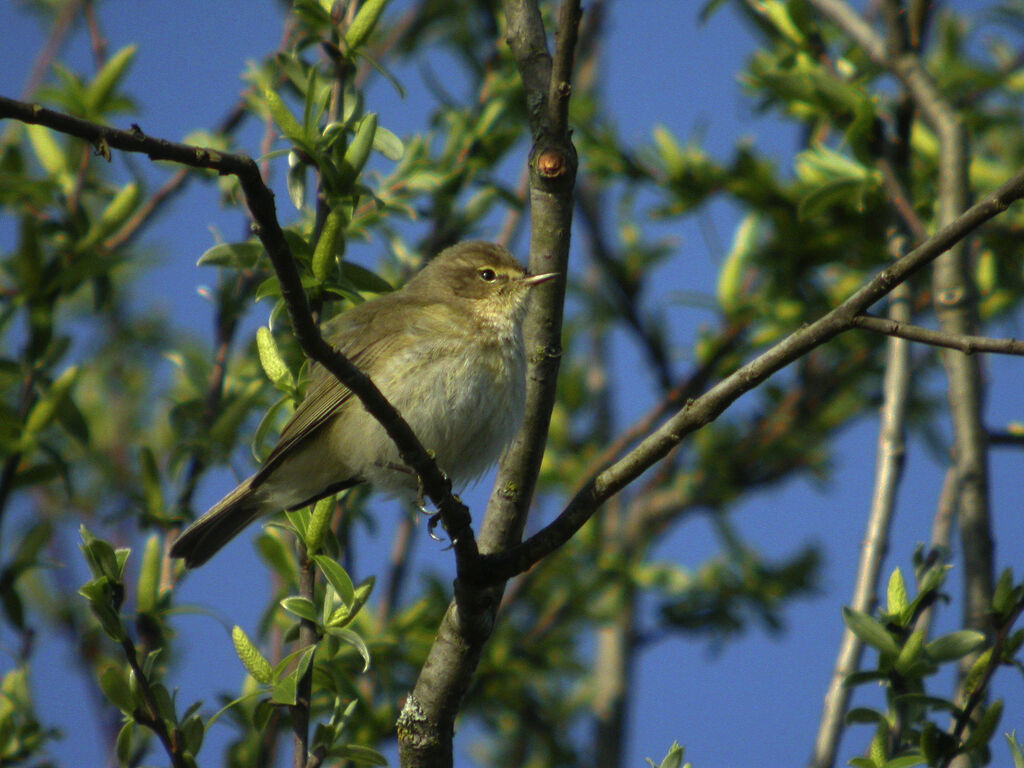 Common Chiffchaff