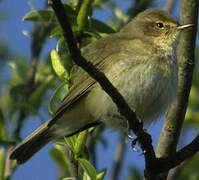 Common Chiffchaff