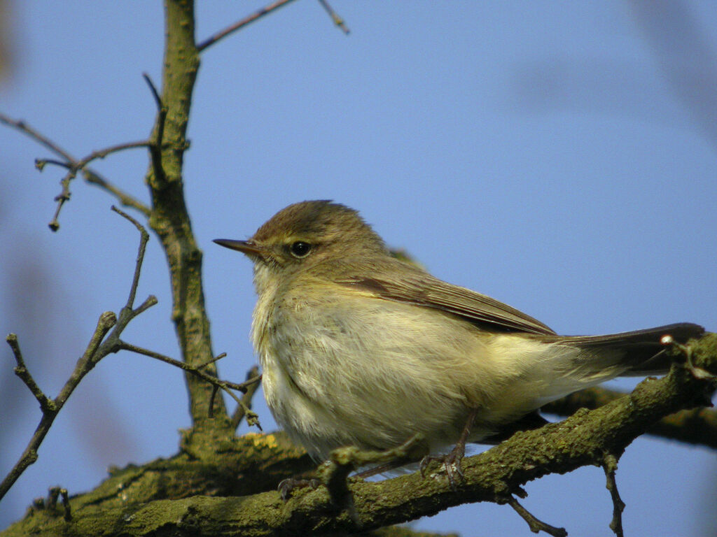 Common Chiffchaff