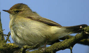 Common Chiffchaff