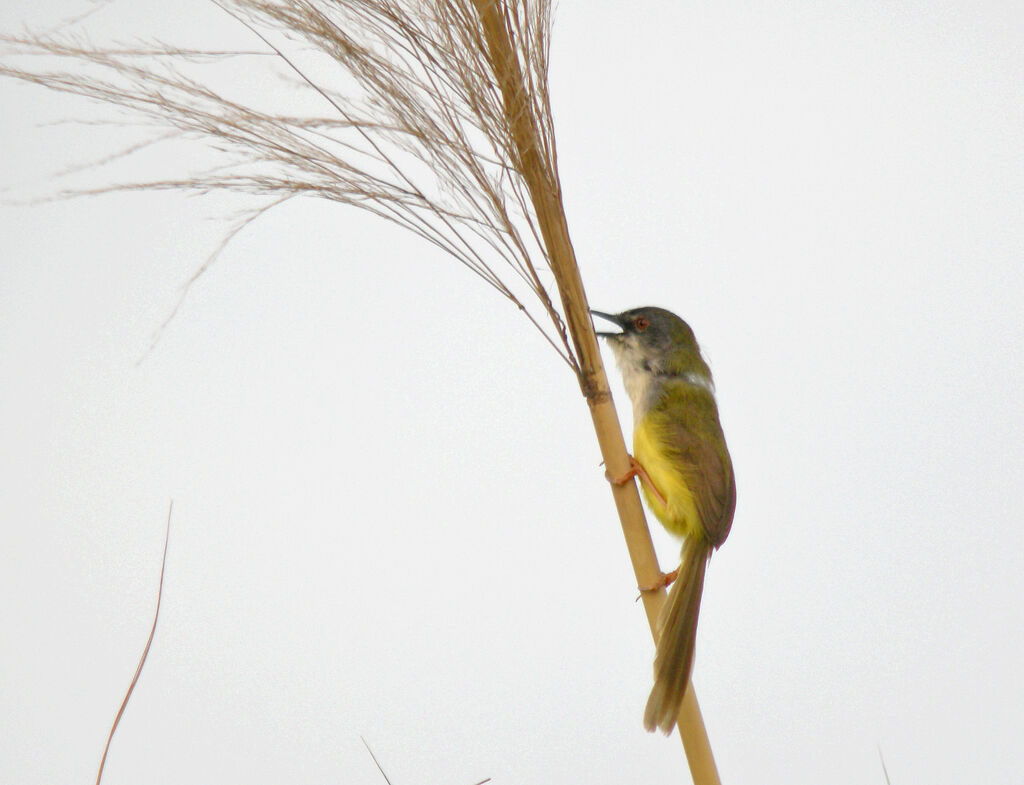 Prinia à ventre jaune