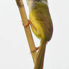 Prinia à ventre jaune
