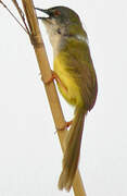 Yellow-bellied Prinia